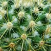 Mammillaria _rhodantha _ssp.pringlei _06